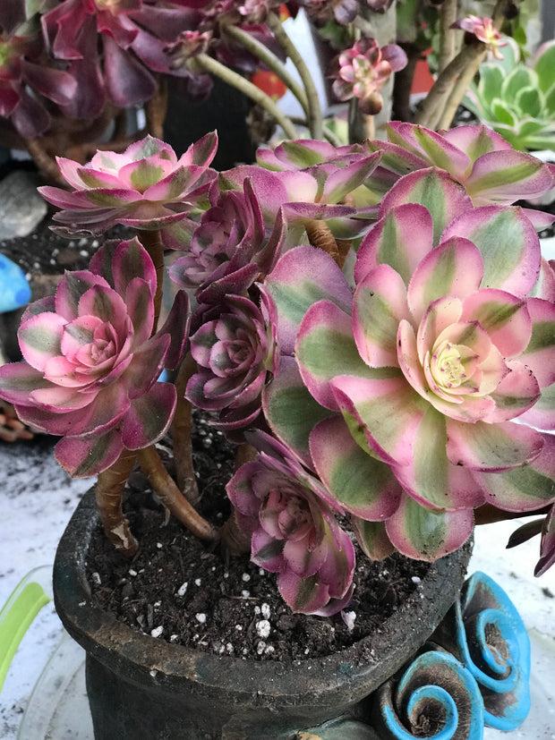 Succulent Aeonium Eucarie Rare - View 14 from www redcrocus com