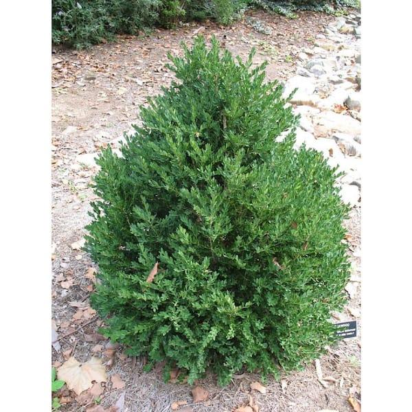 E Buxus Green Mountain 30 36 Bush - View 13 from www redcrocus com