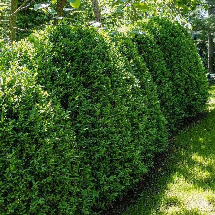 E Buxus Green Mountain 30 36 Bush - View 15 from www redcrocus com