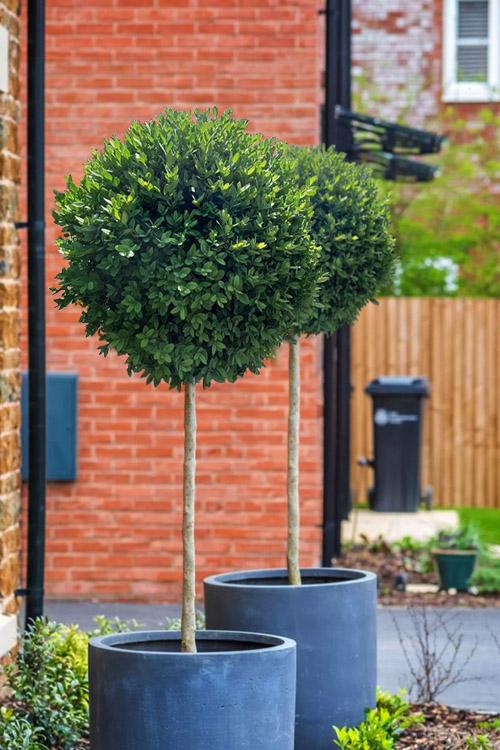 E Buxus Green Mountain 30 36 Bush - View 28 from www redcrocus com