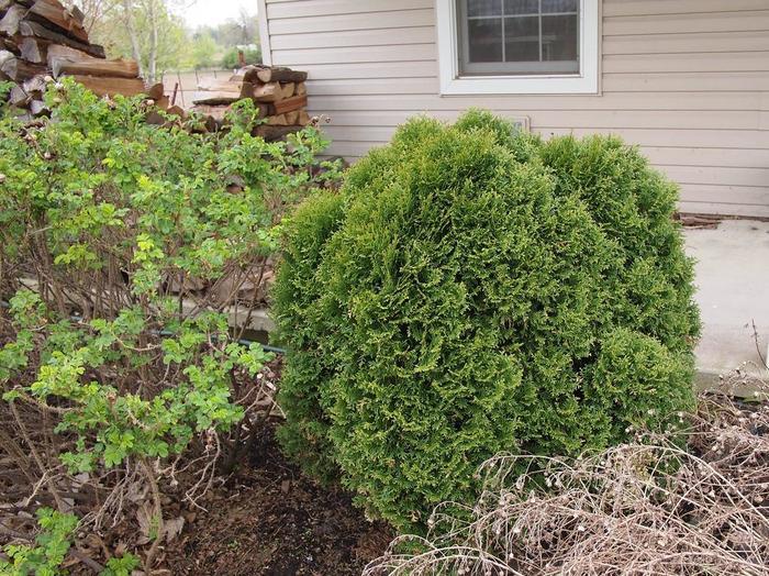 Thuja Occ  Little Giant Globe Shape - View 16 from www redcrocus com