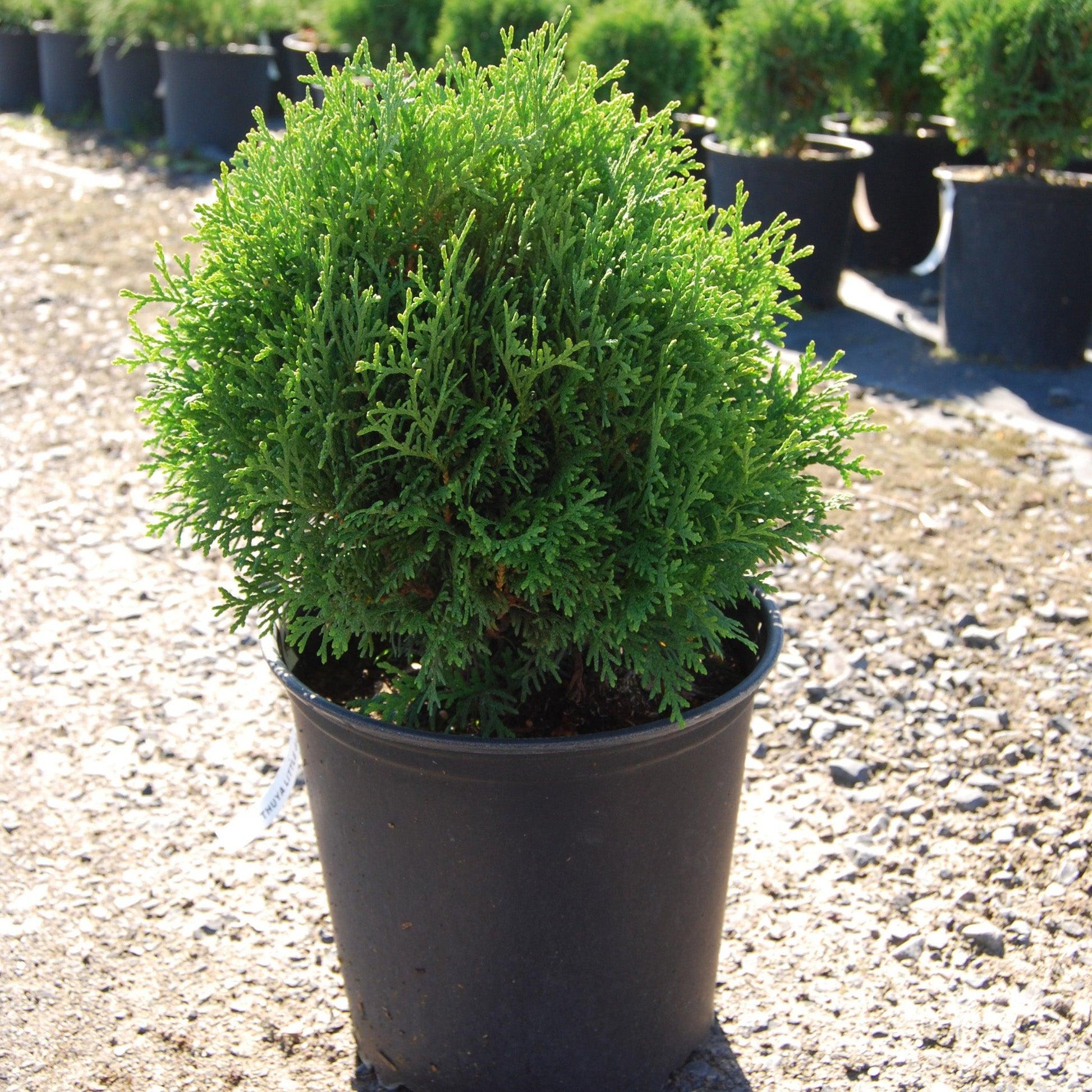 Thuja Occ  Little Giant Globe Shape - View 18 from www redcrocus com