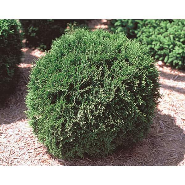 Thuja Occ  Little Giant Globe Shape - View 19 from www redcrocus com