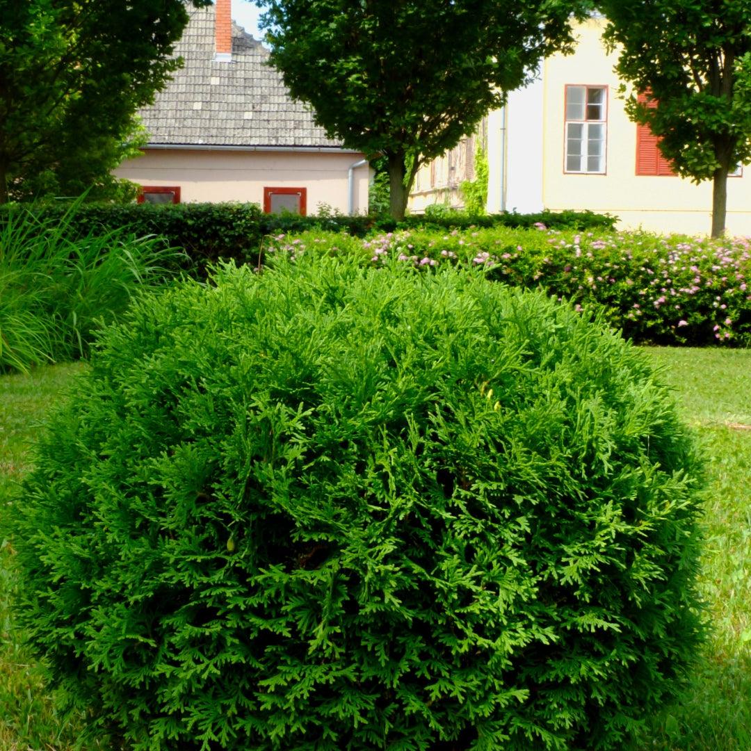 Thuja Occ  Little Giant Globe Shape - View 1 from www redcrocus com