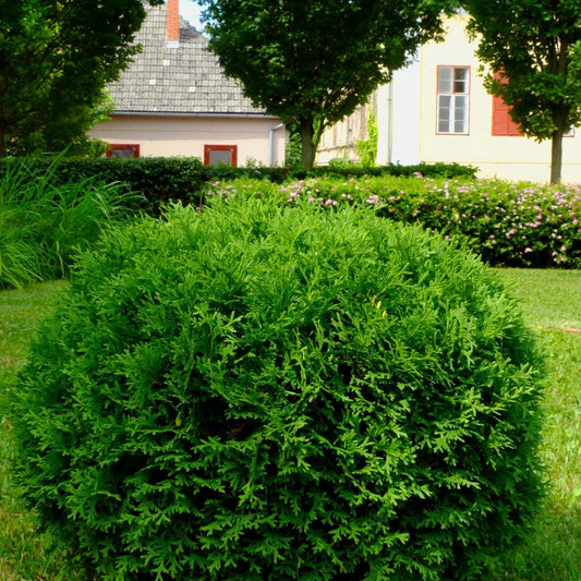 Thuja Occ  Little Giant Globe Shape - View 1 from www redcrocus com