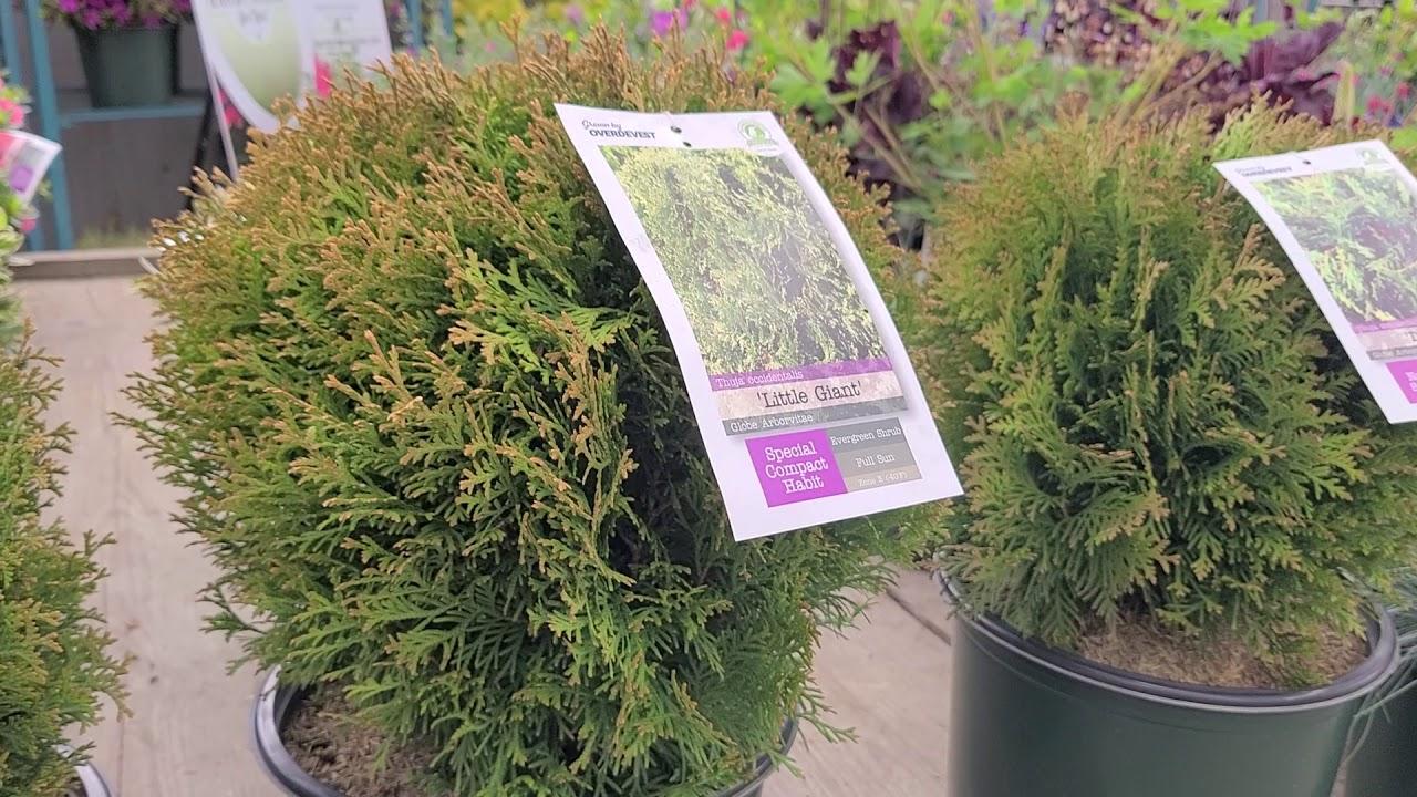 Thuja Occ  Little Giant Globe Shape - View 20 from www redcrocus com