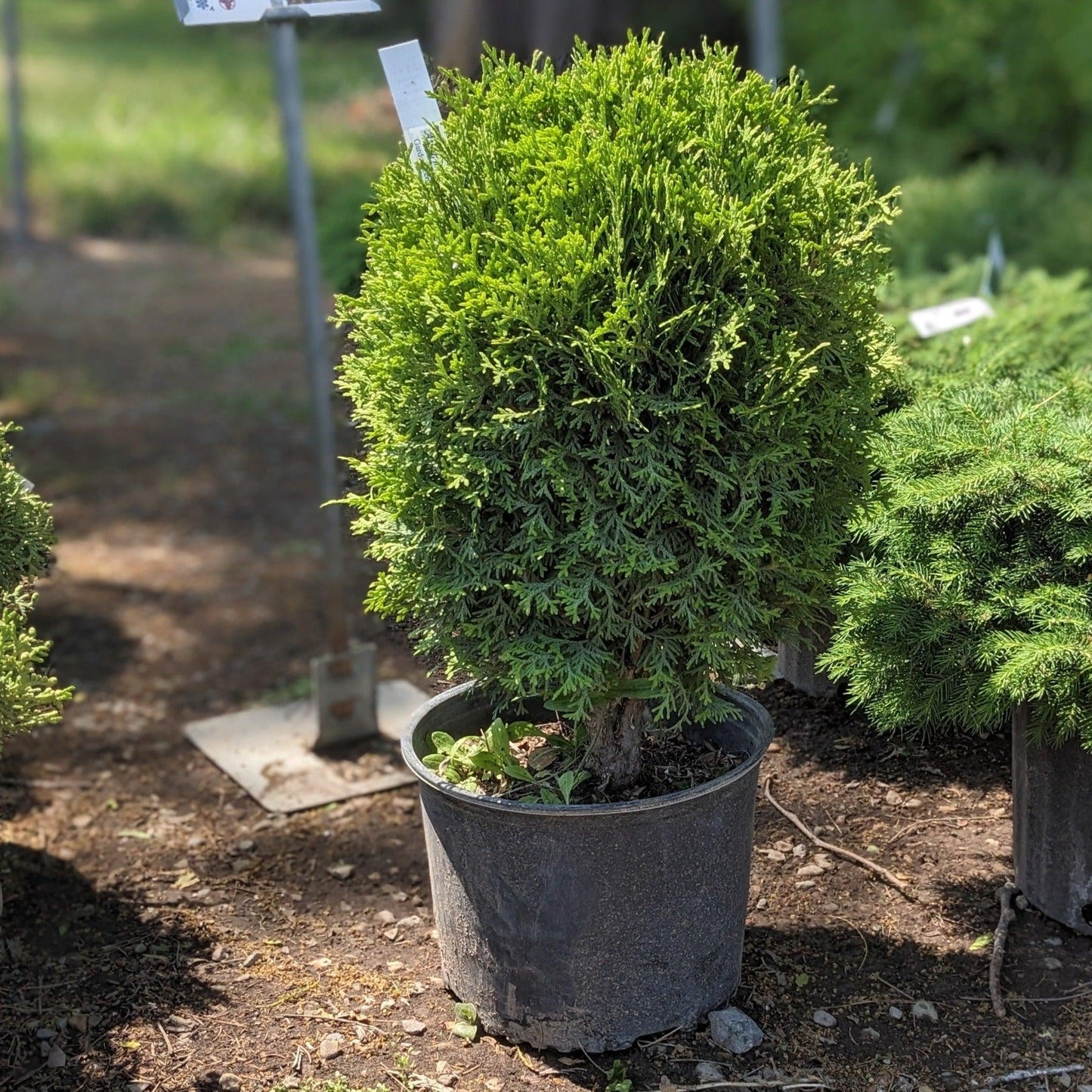 Thuja Occ  Little Giant Globe Shape - View 21 from www redcrocus com