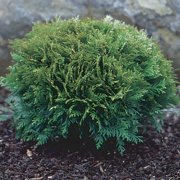 Thuja Occ  Little Giant Globe Shape - View 24 from www redcrocus com