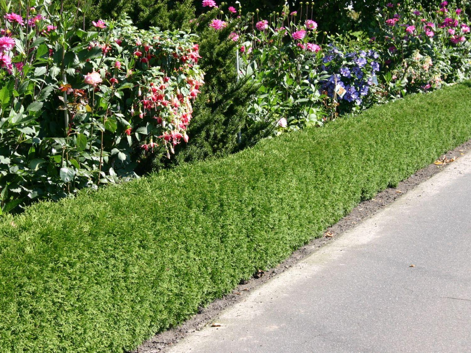 Thuja Occ  Little Giant Globe Shape - View 26 from www redcrocus com