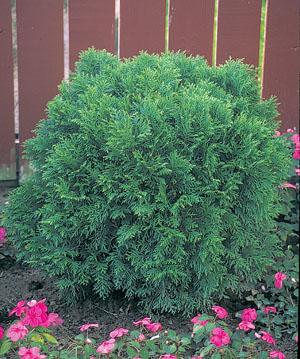 Thuja Occ  Little Giant Globe Shape - View 29 from www redcrocus com