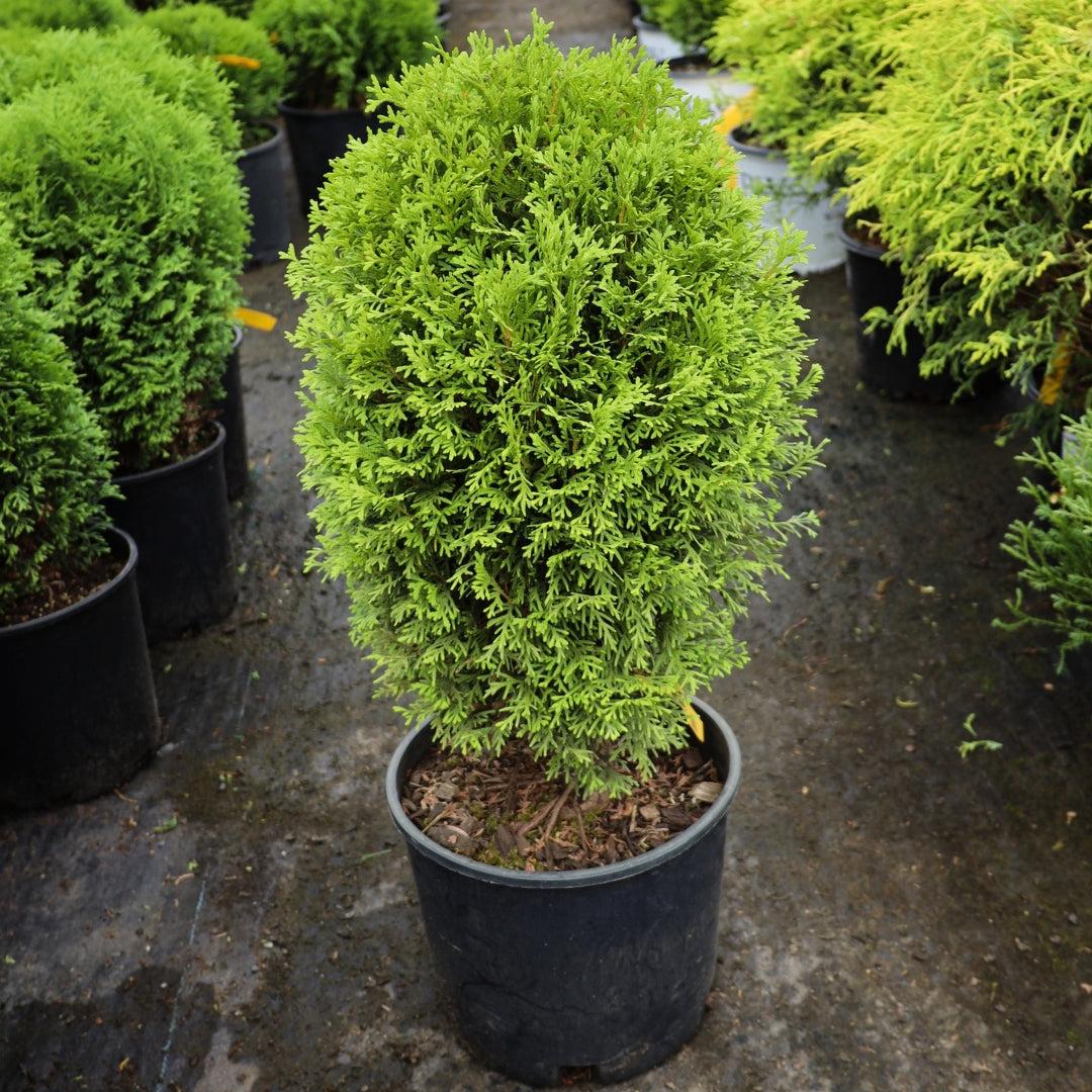 Thuja Occ  Little Giant Globe Shape - View 2 from www redcrocus com