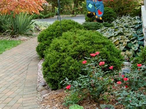 Thuja Occ  Little Giant Globe Shape - View 33 from www redcrocus com