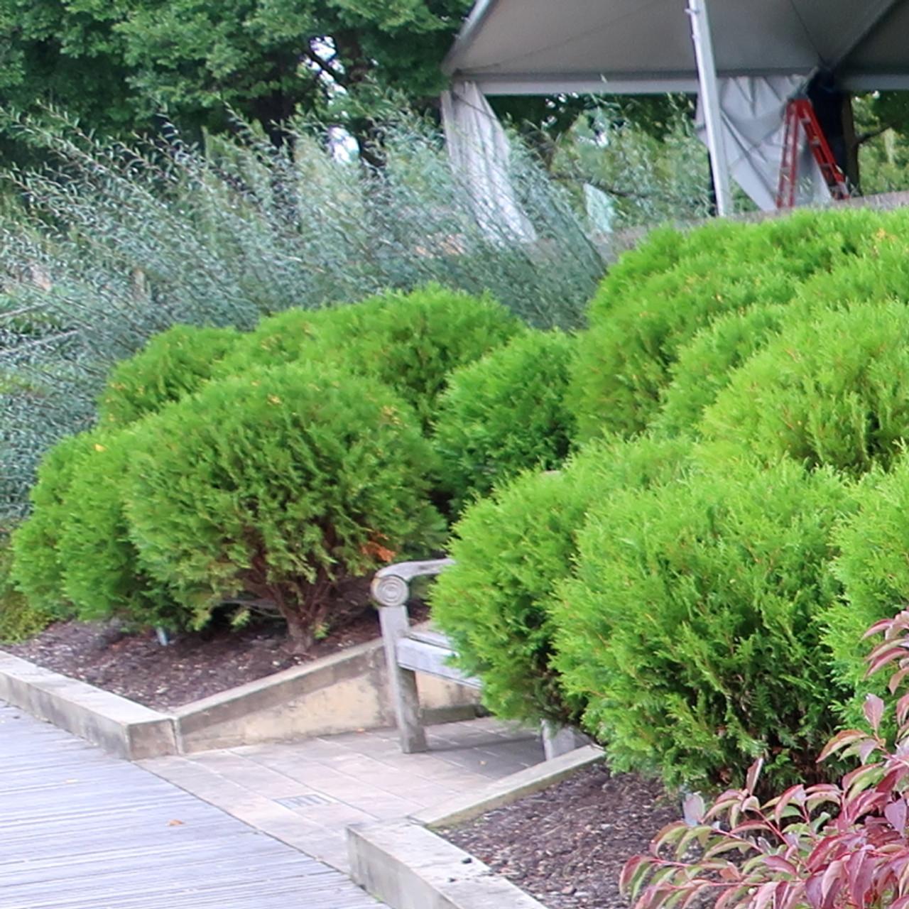 Thuja Occ  Little Giant Globe Shape - View 34 from www redcrocus com