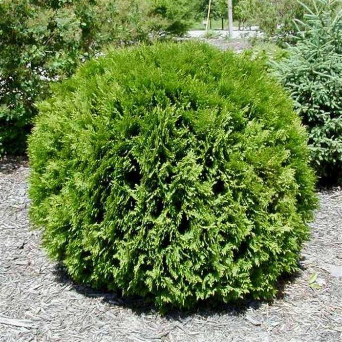Thuja Occ  Little Giant Globe Shape - View 36 from www redcrocus com