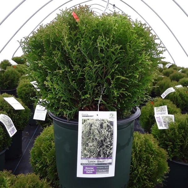 Thuja Occ  Little Giant Globe Shape - View 37 from www redcrocus com