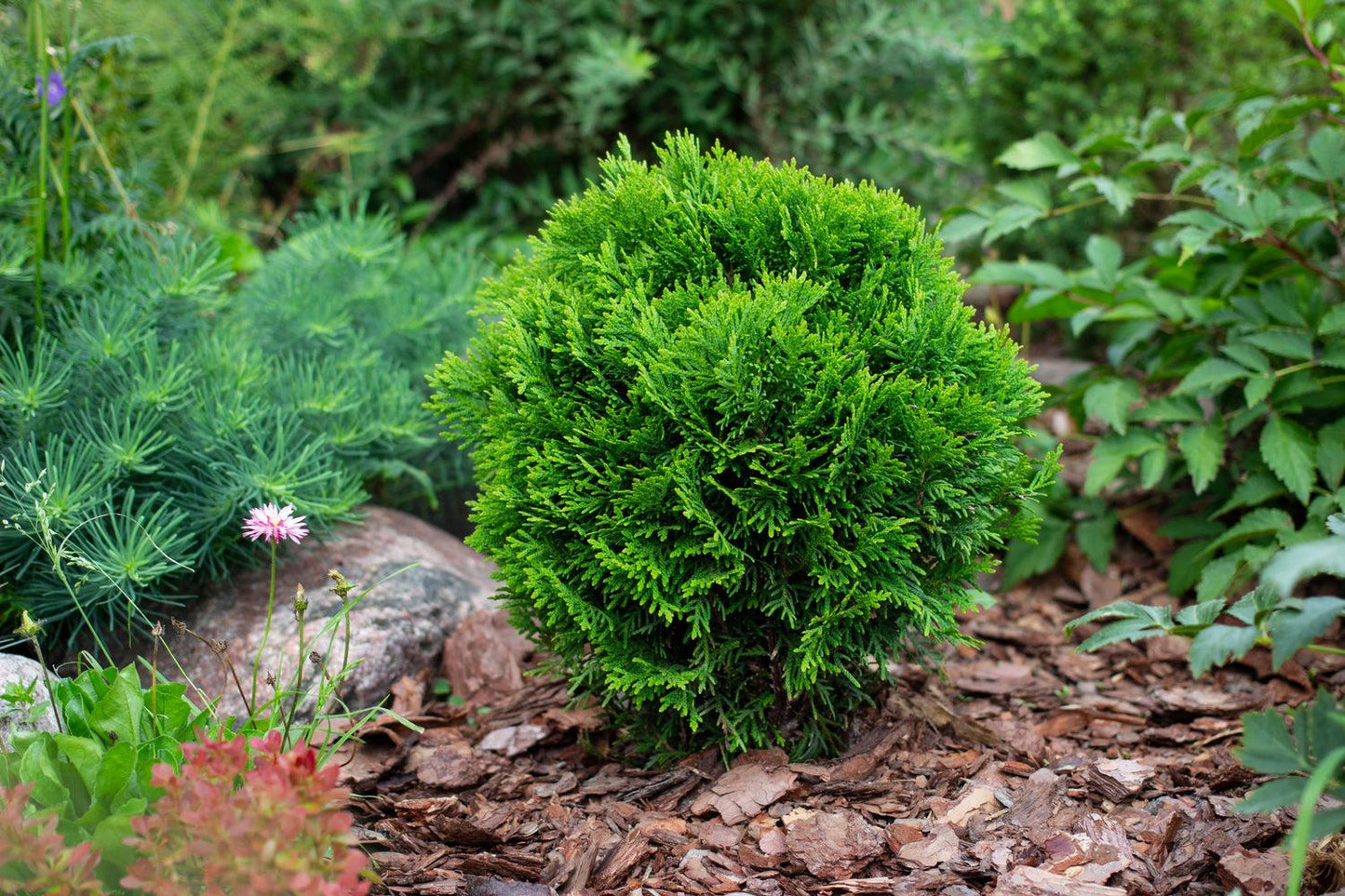 Thuja Occ  Little Giant Globe Shape - View 4 from www redcrocus com