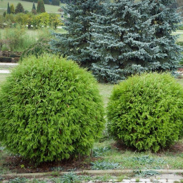 Thuja Occ  Little Giant Globe Shape - View 5 from www redcrocus com