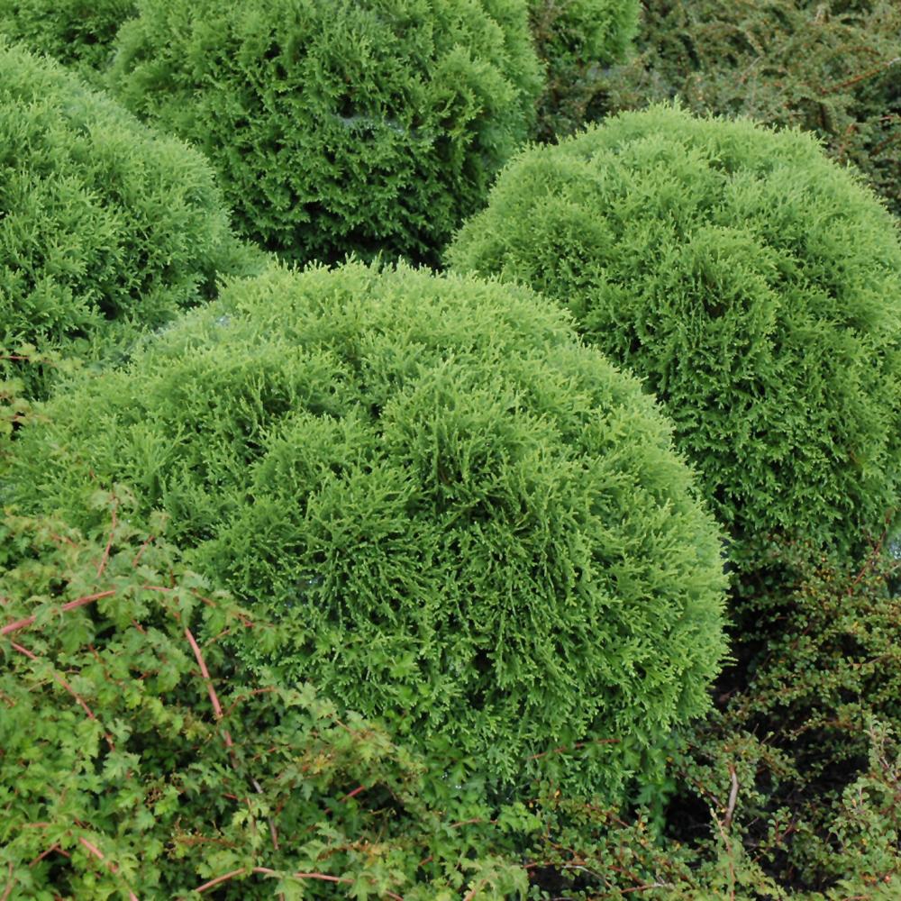 Thuja Occ  Little Giant Globe Shape - View 8 from www redcrocus com