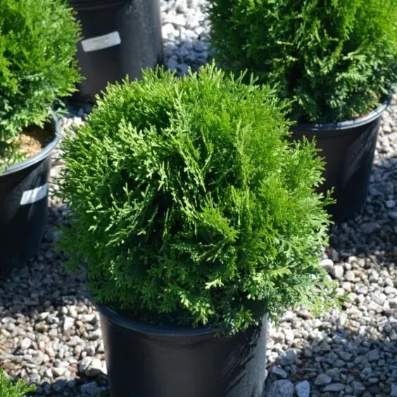 Thuja Occ  Little Giant Globe Shape - View 9 from www redcrocus com