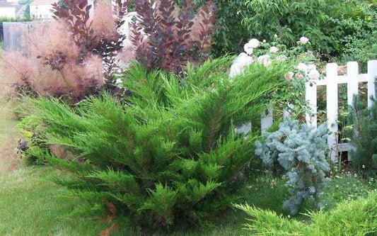 F Juniperus Sea Green Sold Out - View 10 from www redcrocus com