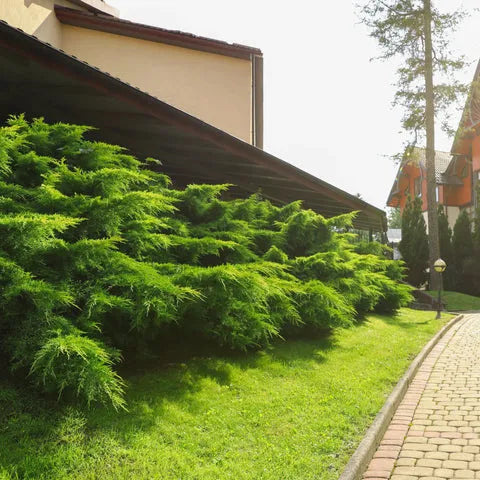 F Juniperus Sea Green Sold Out - View 13 from www redcrocus com