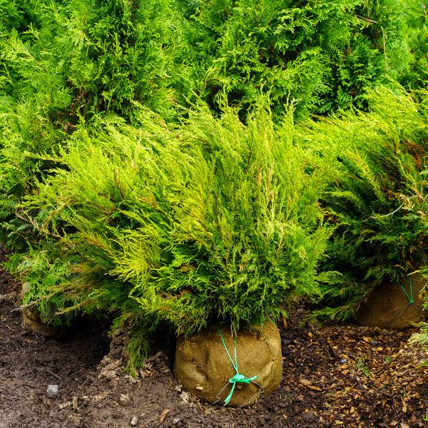 F Juniperus Sea Green Sold Out - View 17 from www redcrocus com