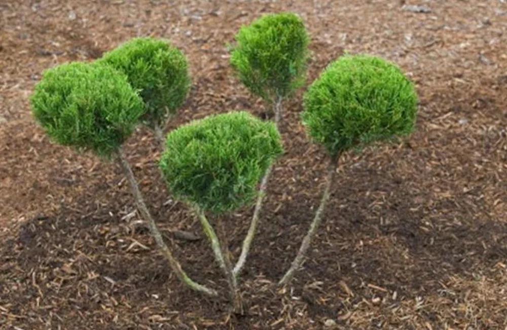 F Juniperus Sea Green Sold Out - View 19 from www redcrocus com