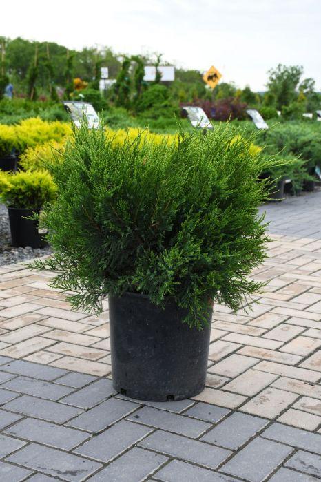 F Juniperus Sea Green Sold Out - View 26 from www redcrocus com