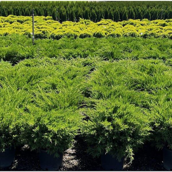 F Juniperus Sea Green Sold Out - View 28 from www redcrocus com
