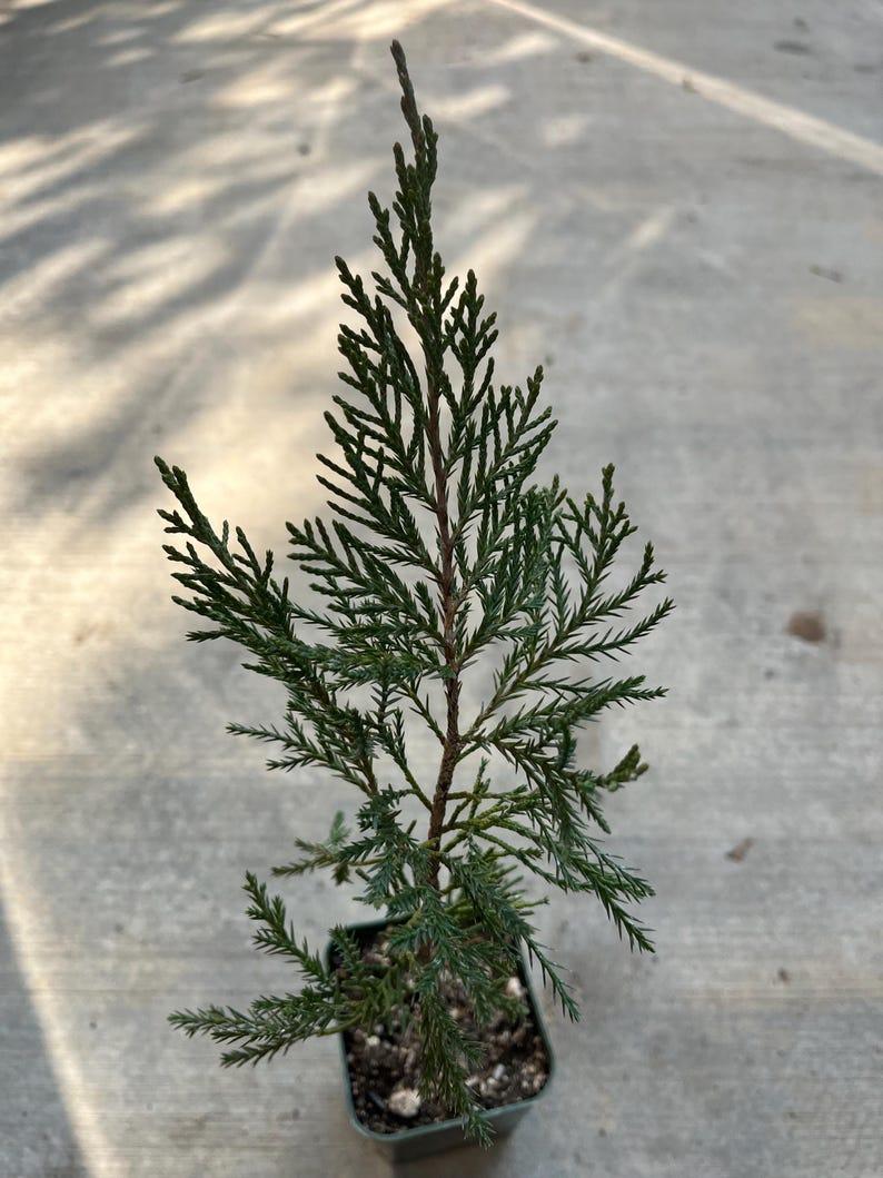 F Juniperus Sea Green Sold Out - View 29 from www redcrocus com