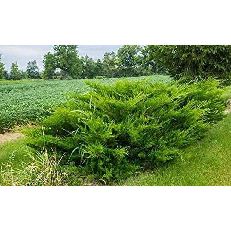 F Juniperus Sea Green Sold Out - View 34 from www redcrocus com