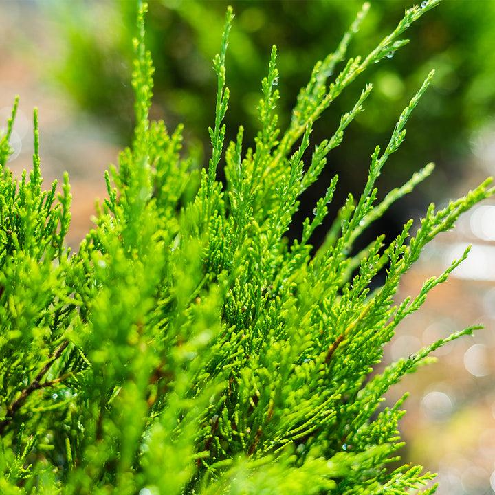 F Juniperus Sea Green Sold Out - View 35 from www redcrocus com