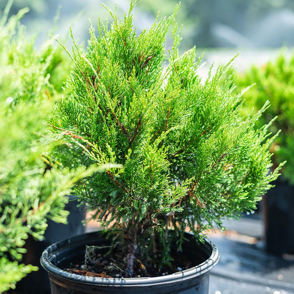 F Juniperus Sea Green Sold Out - View 6 from www redcrocus com
