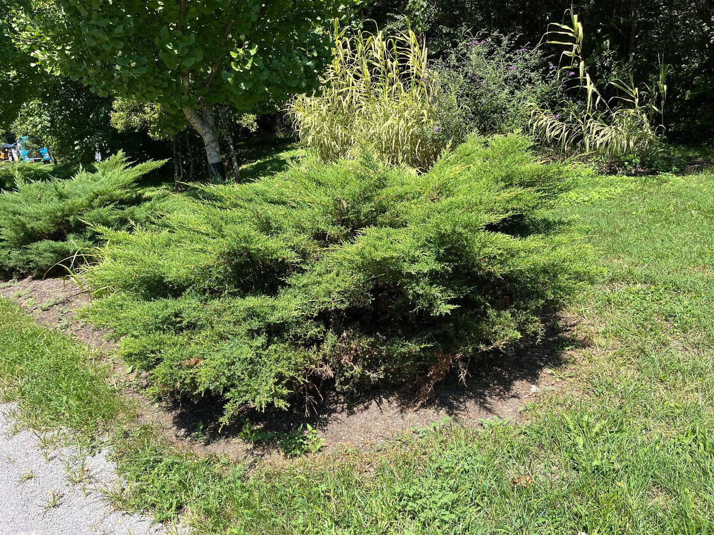 F Juniperus Sea Green Sold Out - View 7 from www redcrocus com