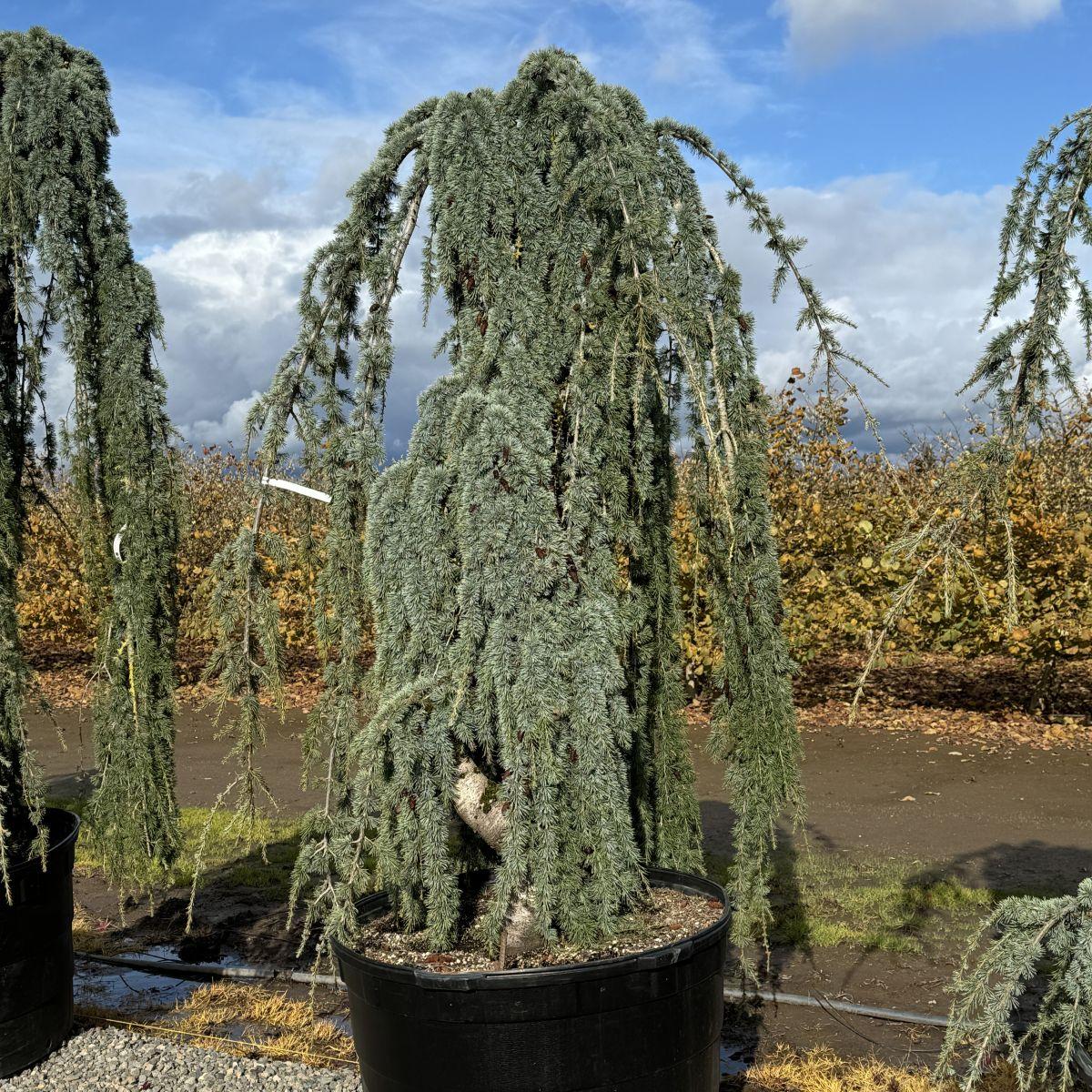 Df Cedrus Atlantica Glauca Pendula Serpintine - View 11 from www redcrocus com