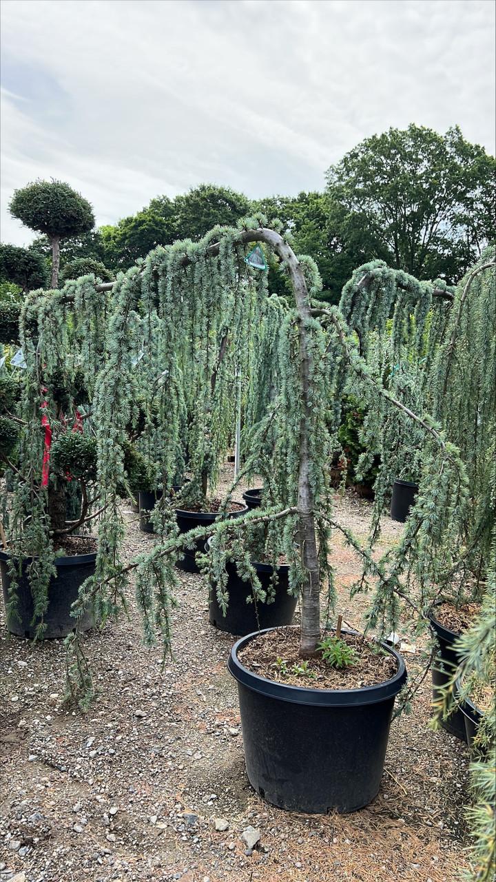 Df Cedrus Atlantica Glauca Pendula Serpintine - View 13 from www redcrocus com