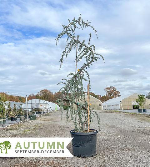 Df Cedrus Atlantica Glauca Pendula Serpintine - View 23 from www redcrocus com