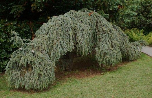 Df Cedrus Atlantica Glauca Pendula Serpintine - View 26 from www redcrocus com