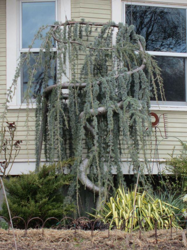 Df Cedrus Atlantica Glauca Pendula Serpintine - View 27 from www redcrocus com