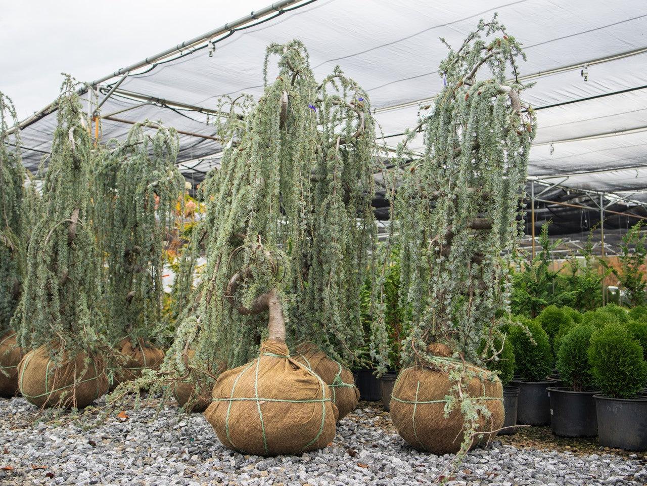 Df Cedrus Atlantica Glauca Pendula Serpintine - View 30 from www redcrocus com