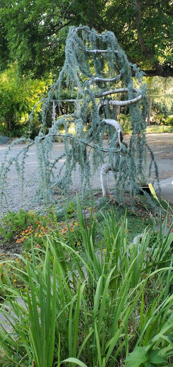 Df Cedrus Atlantica Glauca Pendula Serpintine - View 31 from www redcrocus com