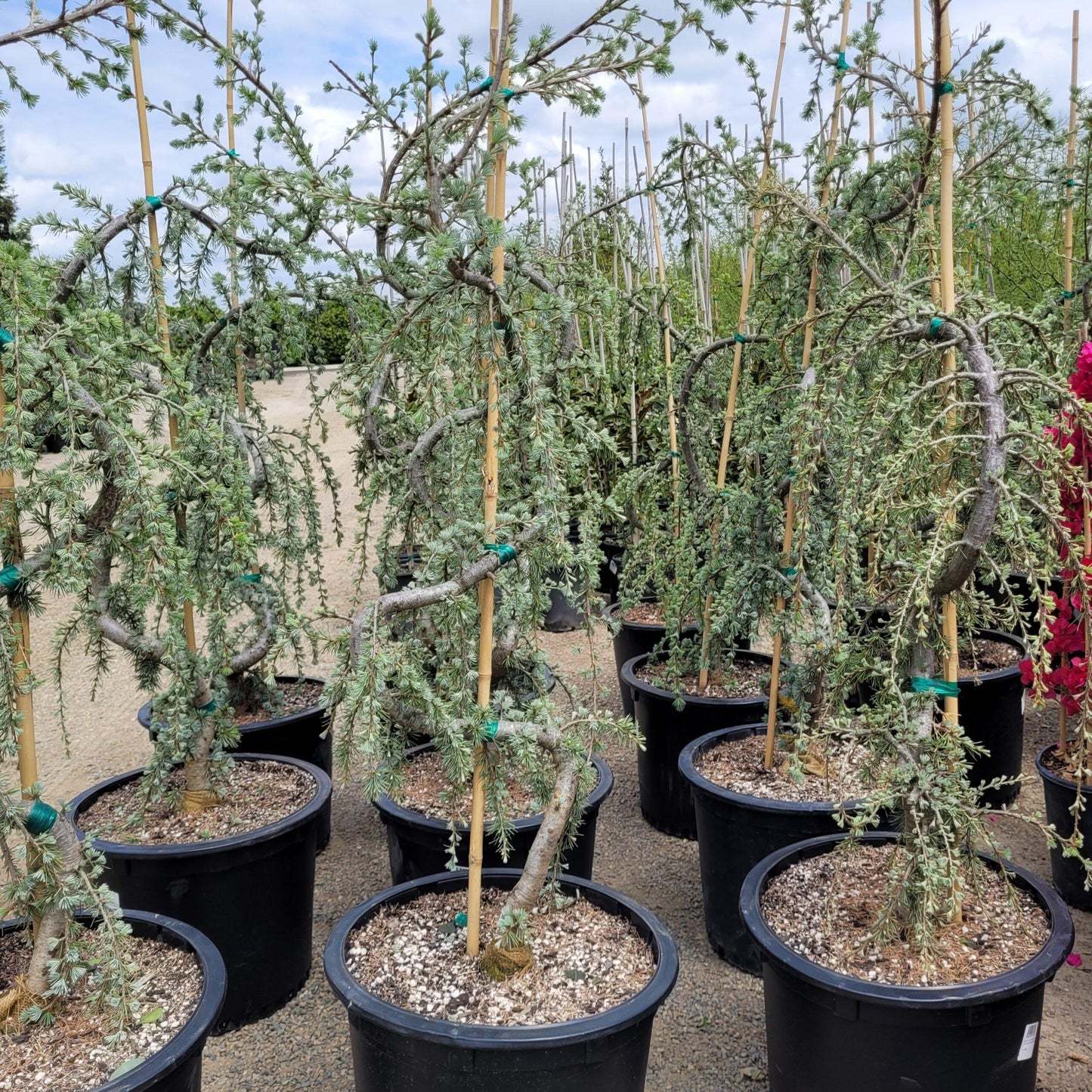 Df Cedrus Atlantica Glauca Pendula Serpintine - View 33 from www redcrocus com