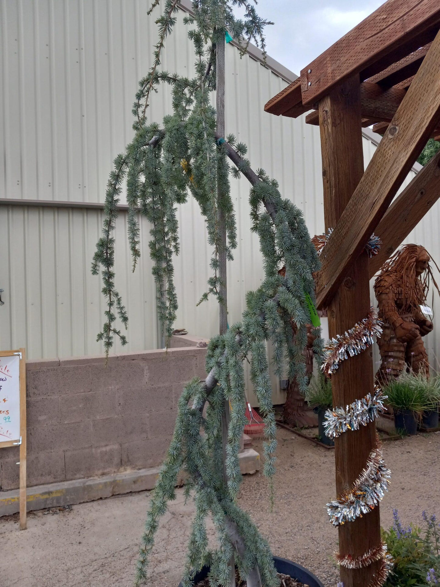 Df Cedrus Atlantica Glauca Pendula Serpintine - View 7 from www redcrocus com