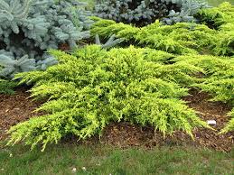 RedCrocus Daub's Frosted Juniper (Juniperus x pfitzeriana) Live Evergreen Shrub - Golden New Growth, Deer Resistant, Full Sun, Outdoor Landscape/Container  3 Gallon Nursery Pot