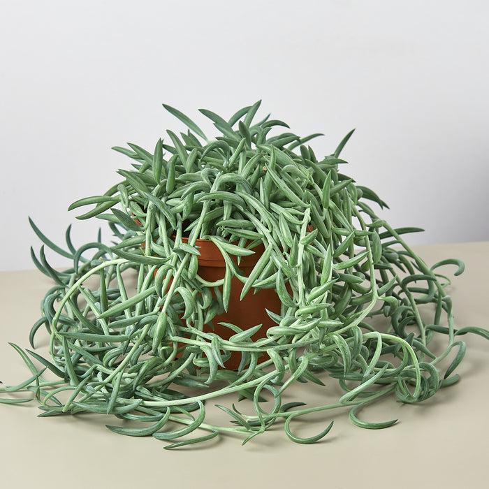 Succulent Senecio Fishhook - View 10 from www redcrocus com