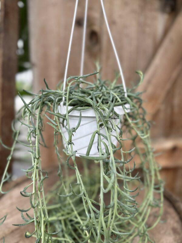 Succulent Senecio Fishhook - View 12 from www redcrocus com