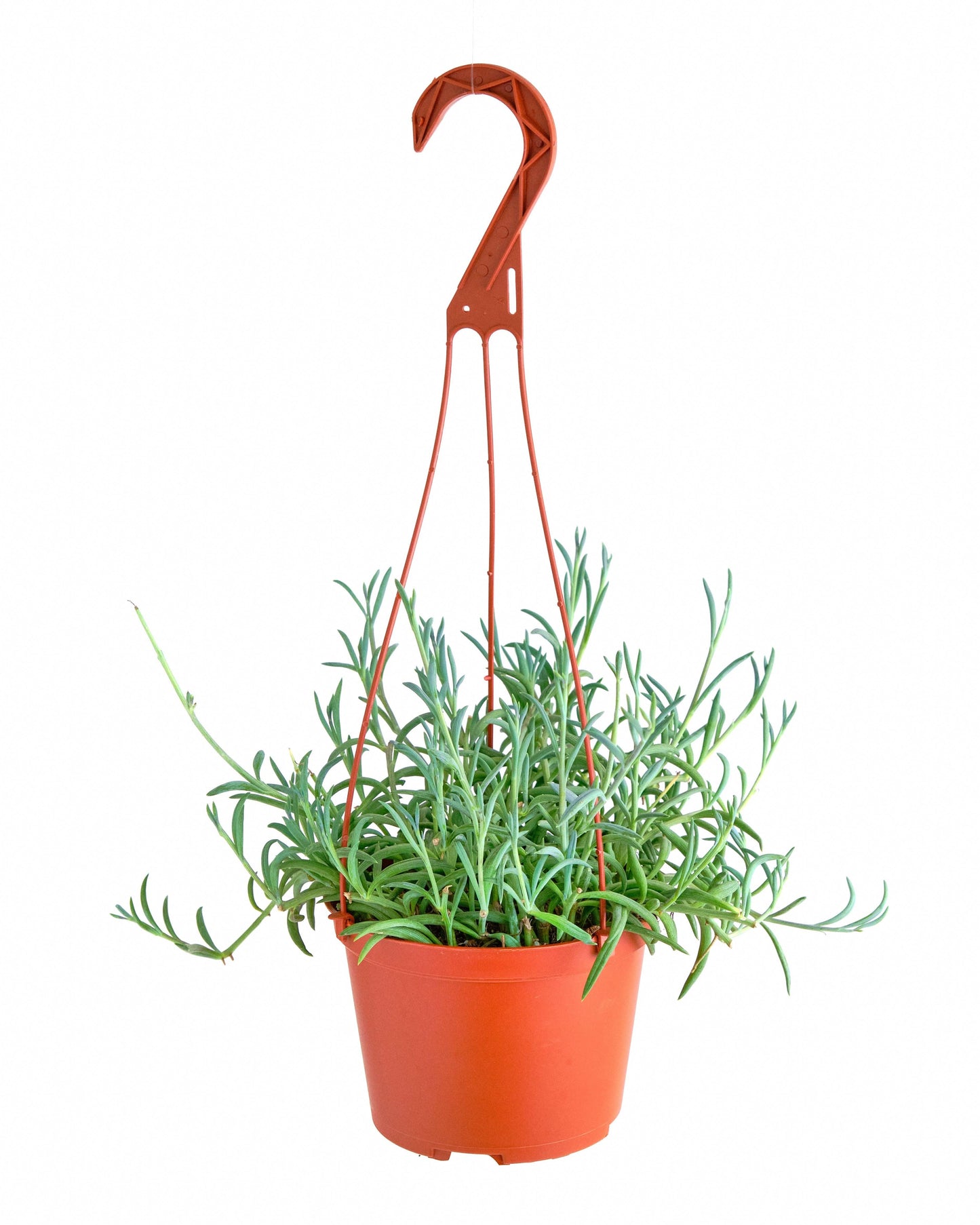 Succulent Senecio Fishhook - View 16 from www redcrocus com