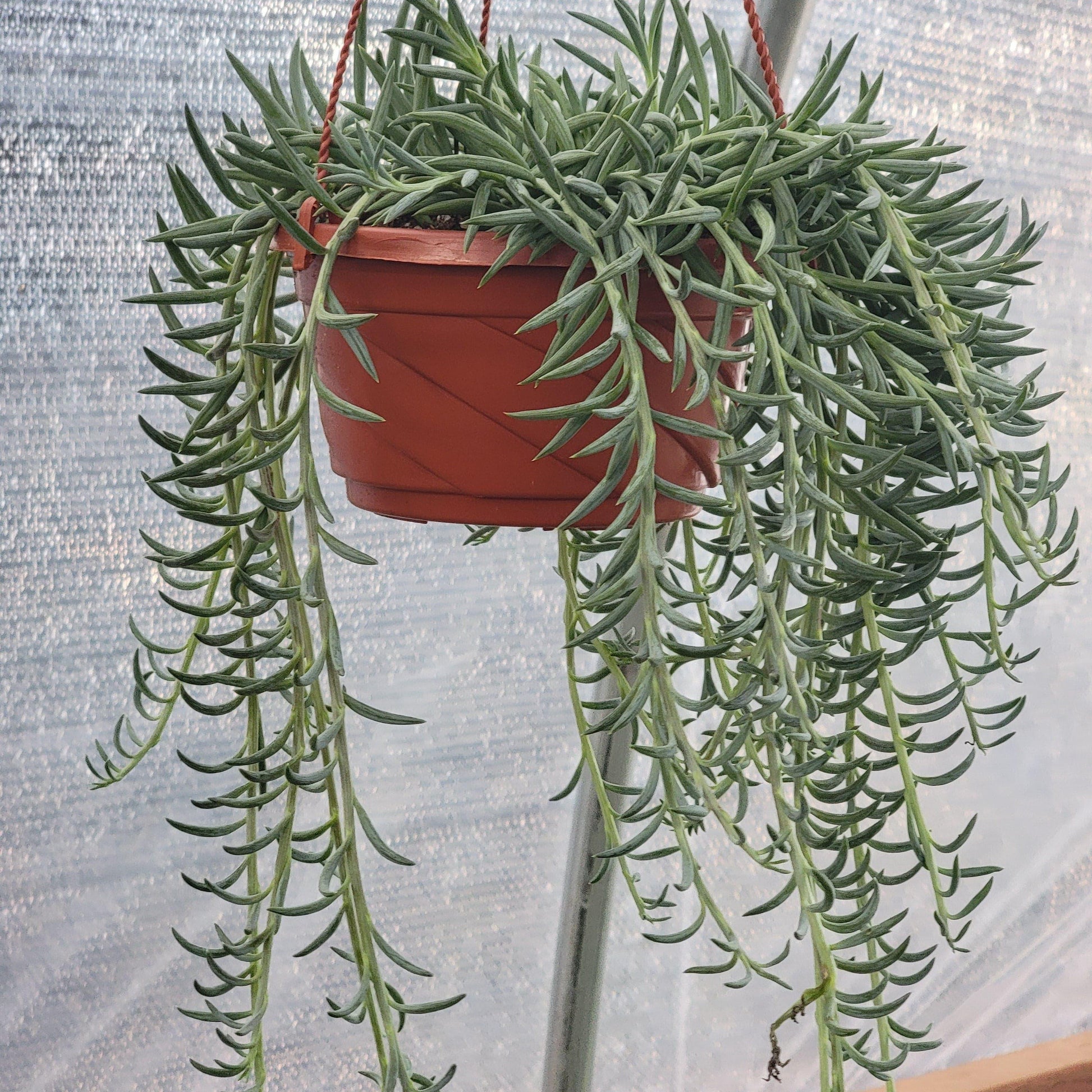 Succulent Senecio Fishhook - View 17 from www redcrocus com