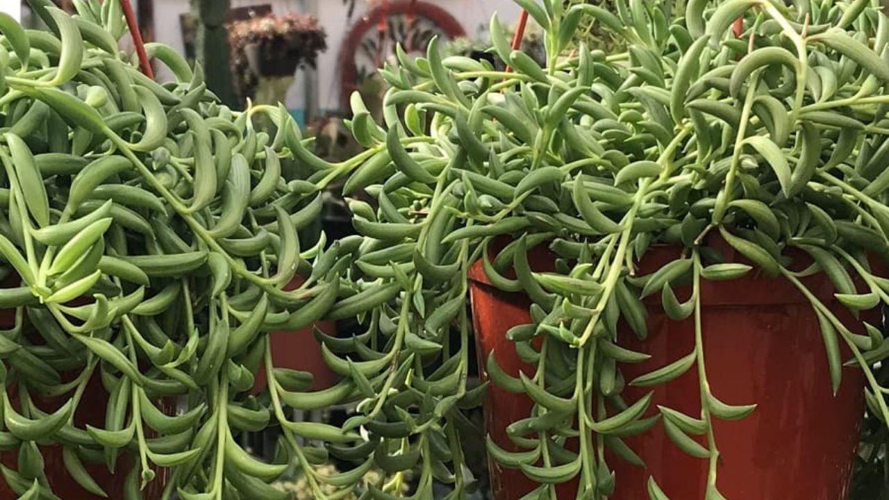 Succulent Senecio Fishhook - View 18 from www redcrocus com