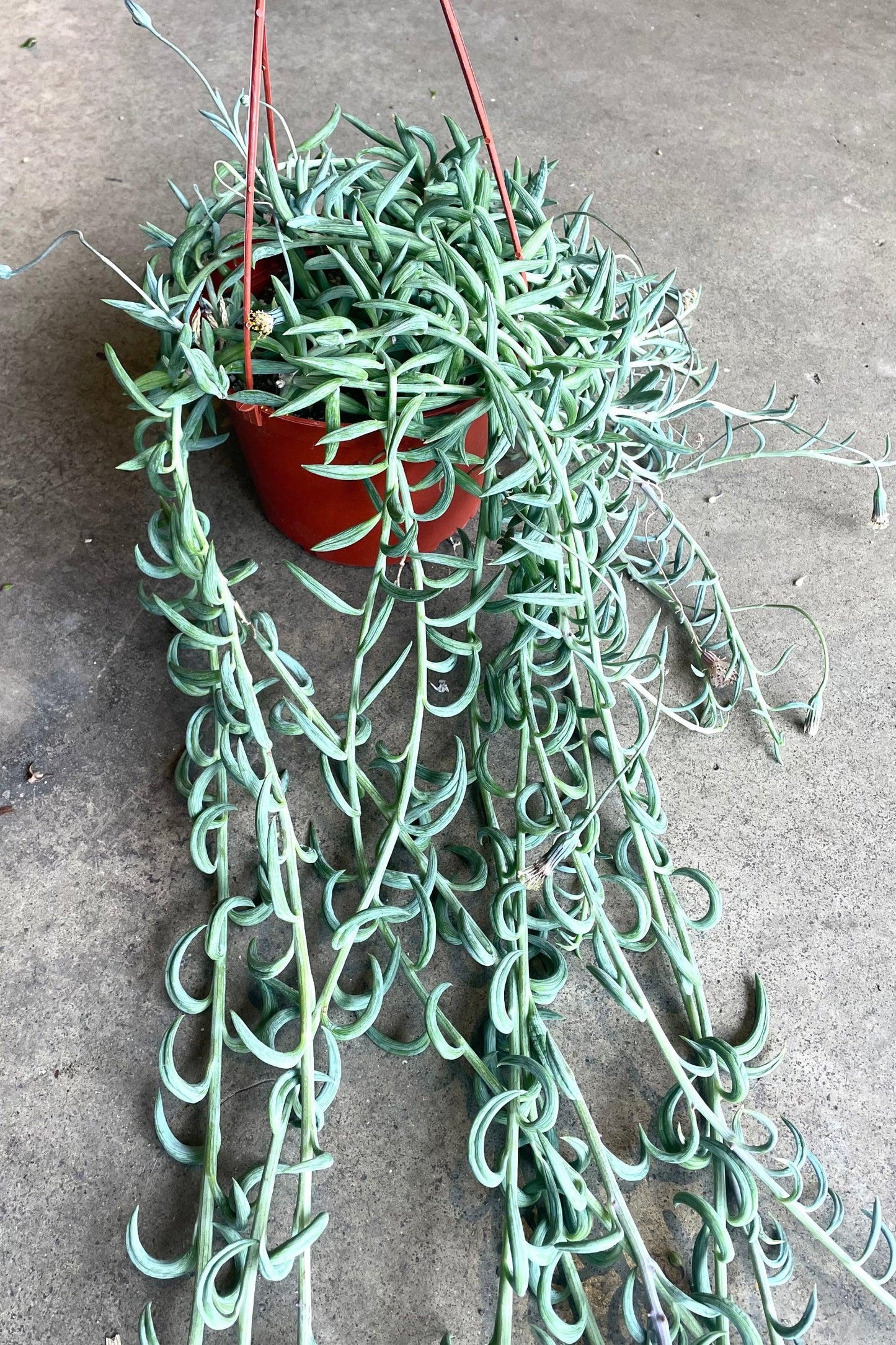 Succulent Senecio Fishhook - View 20 from www redcrocus com